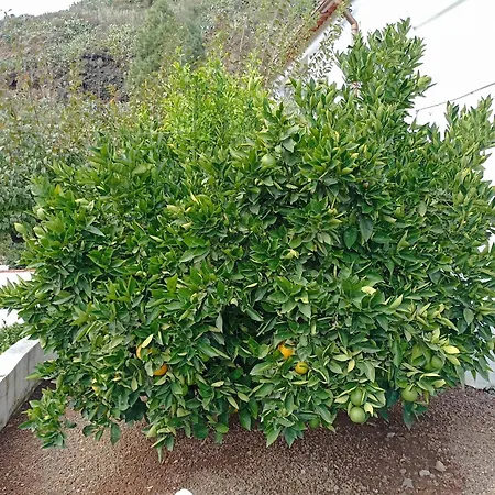 La Yedra San Mateo Vakantiehuis