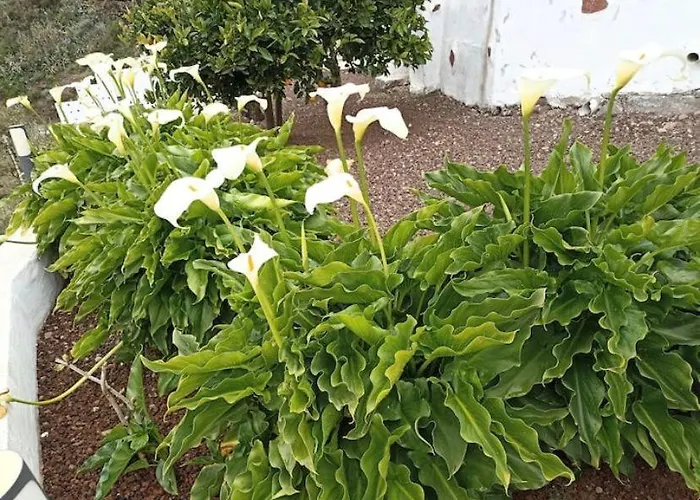 La Yedra San Mateo Vakantiehuis Arbejales